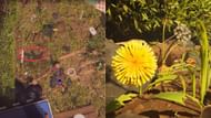 Dandelion containing Pollen (Image via Xbox Game Studios)